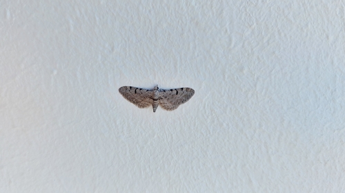 Eupithecia rosai