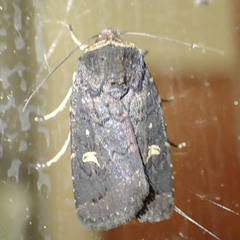 Proteuxoa hydraecioides