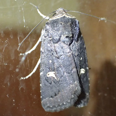 Proteuxoa hydraecioides