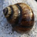 Chinese Mystery Snail - Photo (c) L.J. Lamera, some rights reserved (CC BY), uploaded by L.J. Lamera