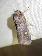 Proteuxoa hydraecioides