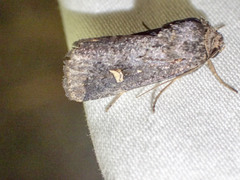 Proteuxoa hydraecioides
