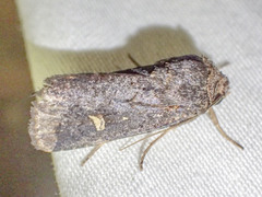 Proteuxoa hydraecioides