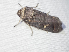 Proteuxoa hydraecioides