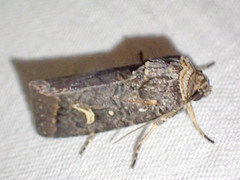 Proteuxoa hydraecioides