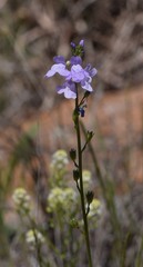 Nuttallanthus texanus