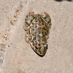 Leptodactylus bufonius