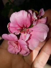 Magnoliopsida
