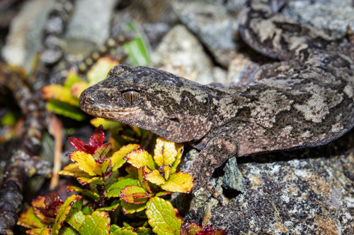 Takitimu gecko, Mokopirirakau cryptozoicus