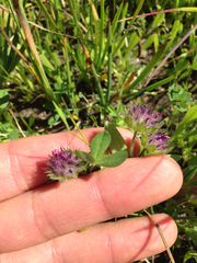 Trifolium barbigerum