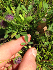 Trifolium barbigerum