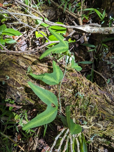 Passiflora apetala, photograph 2