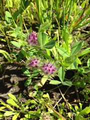 Trifolium barbigerum