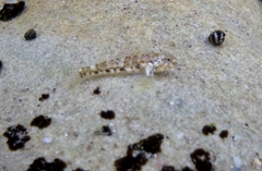 Bathygobius cocosensis