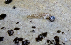 Bathygobius cocosensis