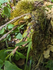 Kalvin Chan, CC BY, iNaturalist via GBIF Maxillaria lutescens, photograph Kalvin Chan, CC BY, iNaturalist via GBIF