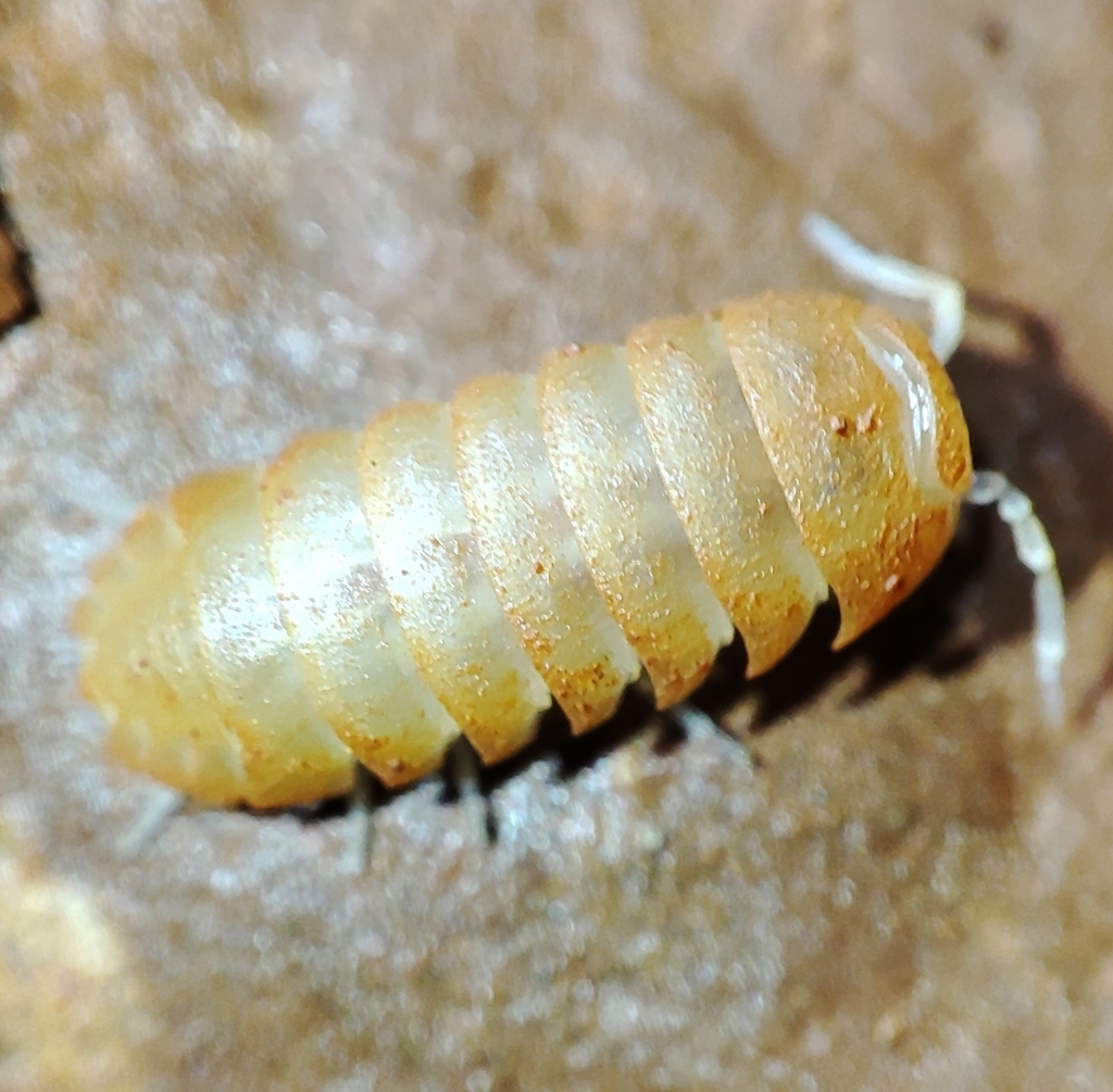 Trogleluma
