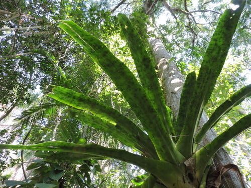 Edmundoa lindenii, photograph 3