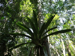 Fabrício Mil Homens Riella, CC BY, iNaturalist via GBIF Edmundoa lindenii, photograph Fabrício Mil Homens Riella, CC BY, iNaturalist via GBIF