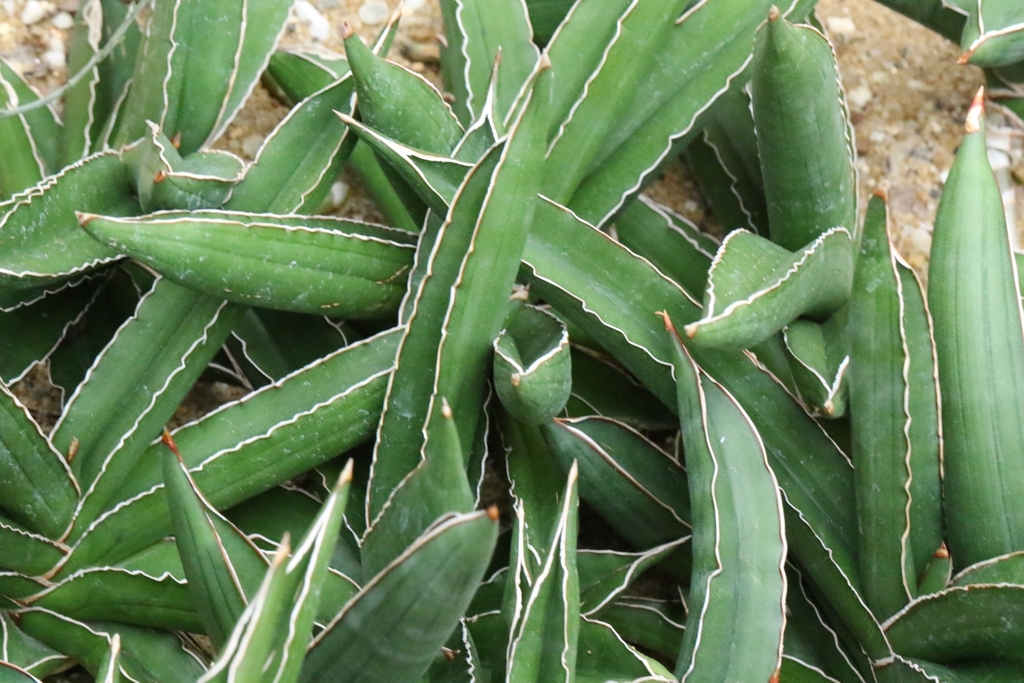 Sansevieria pinguicula P.R.O.Bally 2