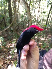 Antilophia galeata