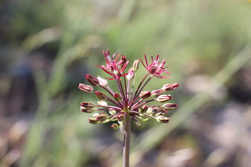 Allium taeniopetalum