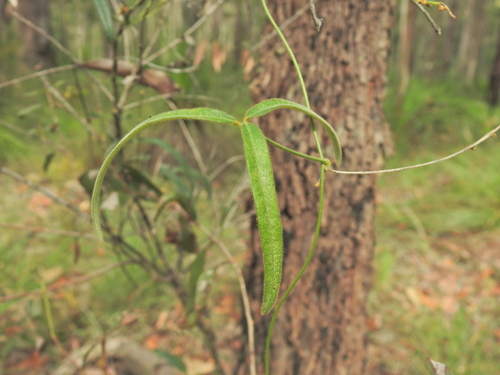 silvery soybean (Glycine argyrea)