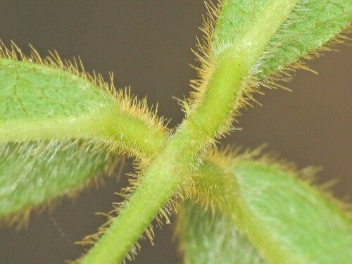 Image of Silvery Soybean (Glycine argyrea) by (c) Scott W. Gavins, some rights reserved (CC BY)