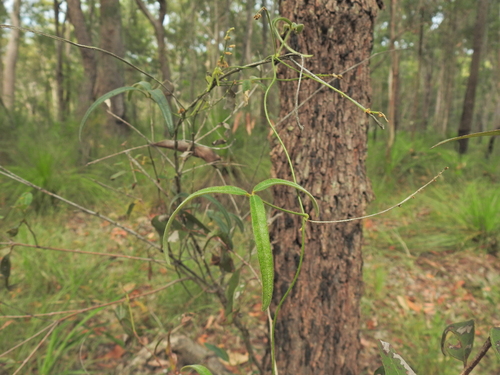 Image of Glycine argyrea by (c) Scott W. Gavins, some rights reserved (CC BY)