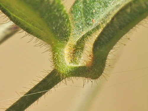 Image of Silvery Soybean (Glycine argyrea) by (c) Scott W. Gavins, some rights reserved (CC BY)