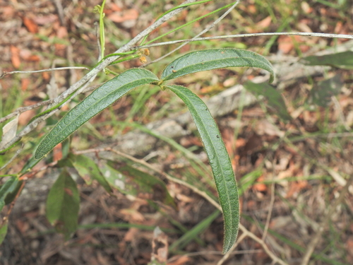 Image of Glycine argyrea by (c) Scott W. Gavins, some rights reserved (CC BY)
