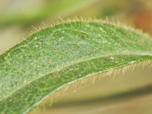 Image of Silvery Soybean (Glycine argyrea) by (c) Scott W. Gavins, some rights reserved (CC BY)