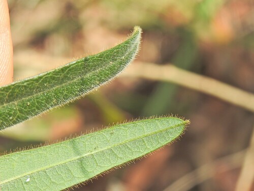 Image of Glycine argyrea by (c) Scott W. Gavins, some rights reserved (CC BY)