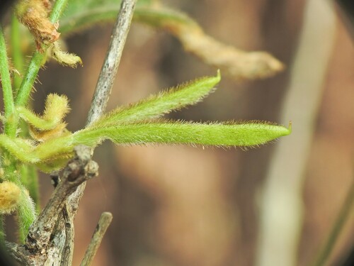 Image of Silvery Soybean (Glycine argyrea) by (c) Scott W. Gavins, some rights reserved (CC BY)