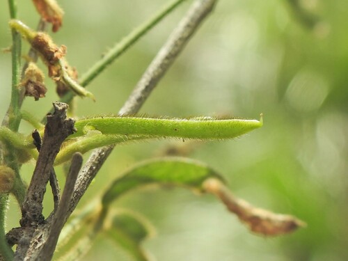 Image of Silvery Soybean (Glycine argyrea) by (c) Scott W. Gavins, some rights reserved (CC BY)