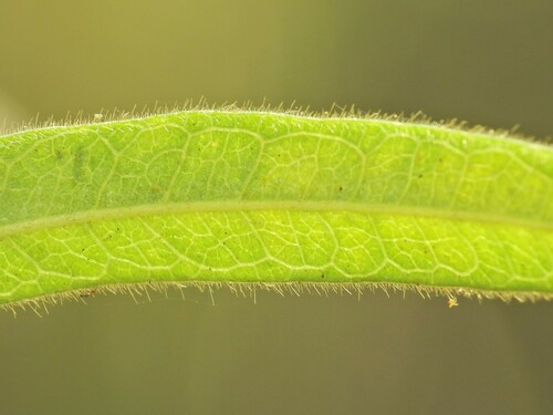 Image of Glycine argyrea by (c) Scott W. Gavins, some rights reserved (CC BY)