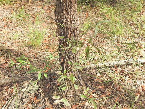 Image of Silvery Soybean (Glycine argyrea) by (c) Scott W. Gavins, some rights reserved (CC BY)