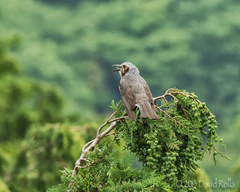 Hypsipetes amaurotis