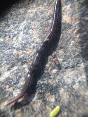 Geoplanoidea