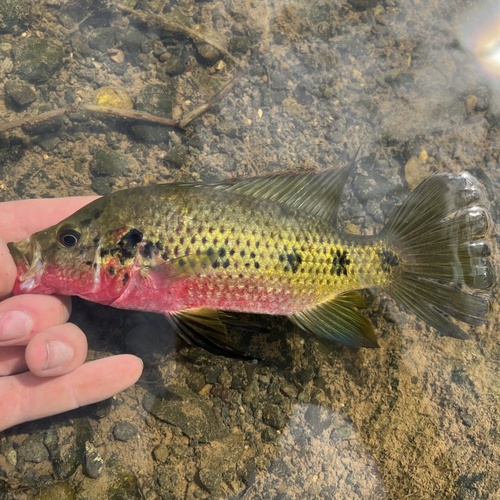 Bosumtwi jewel cichlid (Hemichromis frempongi) — Cichlidae — 2