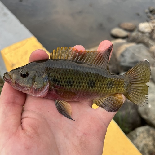 Bosumtwi-juweelcichlide (Hemichromis frempongi) — Cichlidae