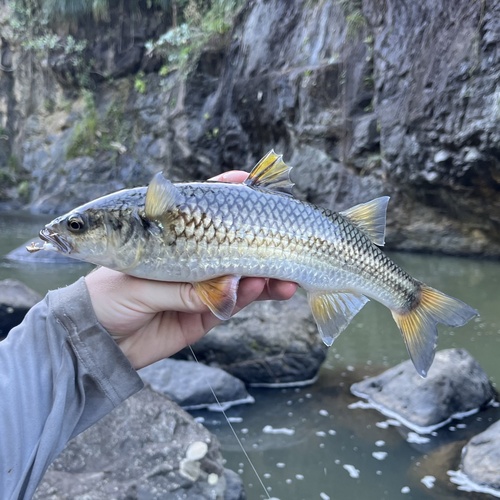 Bergharder (Agonostomus monticola) — Mugilidae — 3