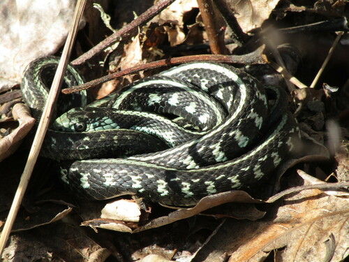 Red-spotted Garter Snake photographed in Oregon
