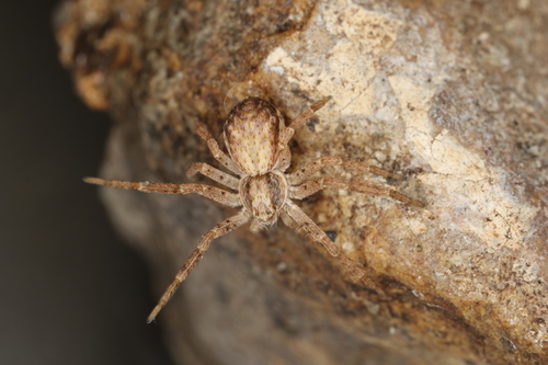 Eurasian Running Crab Spider