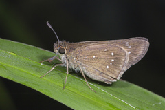 Pelopidas mathias mathias