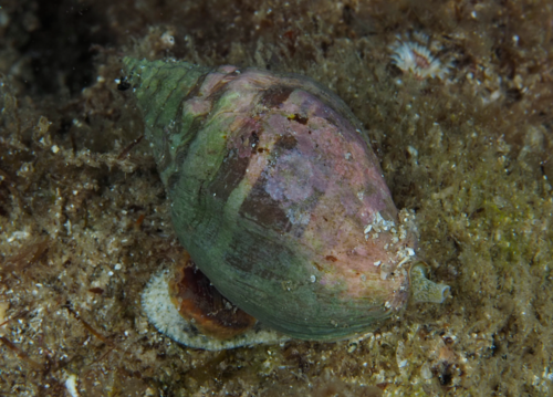 Cronia avellana (Reeve, 1846)