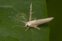 Stathmopodidae