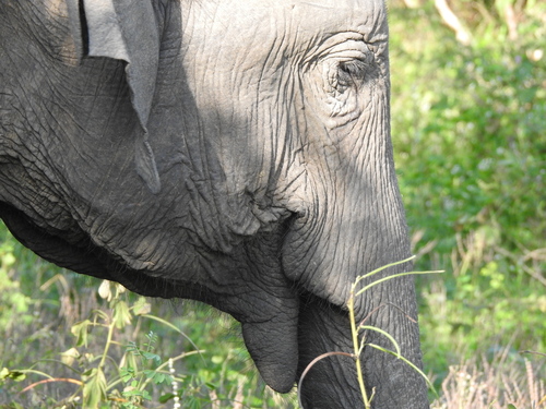 Elephants