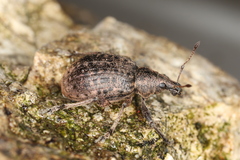 Liophloeus tessulatus