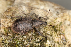 Liophloeus tessulatus